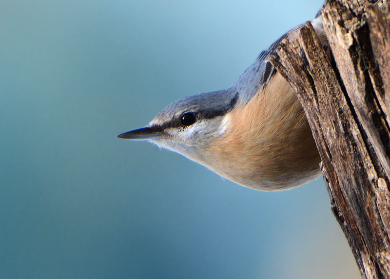 Picchio muratore, Sitta europaea